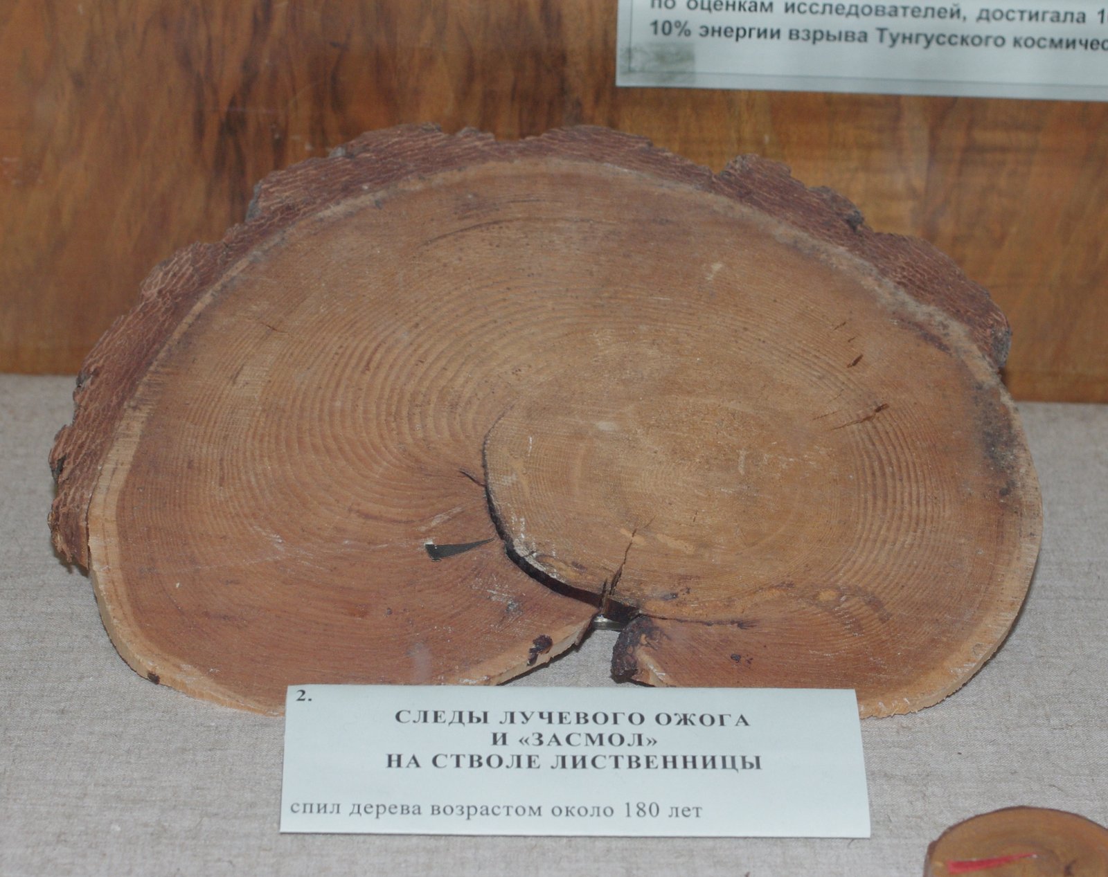 Probe eines vom Tunguska-Ereignis angesengten Baumstamms in einer Museumsvitrine